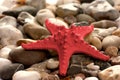 Starfish on stones Royalty Free Stock Photo