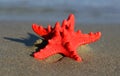 Red starfish with sturdy armor on the beach