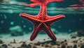 Red starfish under water. Royalty Free Stock Photo