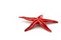 Red Starfish on white Royalty Free Stock Photo