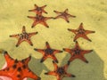 Red starfishes on white sand on sunny tropical beach, Phu quoc island, beautiful red starfish in crystal clear sea, travel concept