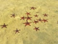 Red starfishes on white sand on sunny tropical beach, Phu quoc island, beautiful red starfish in crystal clear sea, travel concept