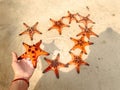 Red starfishes on white sand on sunny tropical beach, Phu quoc island, beautiful red starfish in crystal clear sea, travel concept