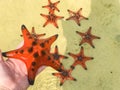 Red starfishes on white sand on sunny tropical beach, Phu quoc island, beautiful red starfish in crystal clear sea, travel concept Royalty Free Stock Photo