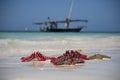 Red starfishes on a white shore Sand and ocean with boat on the background on Zanzibar, Tanzania