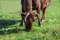 Red steppe dairy breed of cows grazes on a green meadow Royalty Free Stock Photo