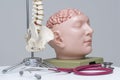 A stethoscope and brain, spine model on the table Royalty Free Stock Photo