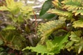 Red stick insect on green, red-veined leaves Royalty Free Stock Photo