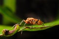 Red Stink Bug on green leaf, a macro shot Royalty Free Stock Photo