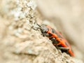 Red Stink Bug Insect