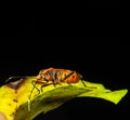 Red Stink Bug, a macro shot Royalty Free Stock Photo