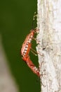 Red stink bug Royalty Free Stock Photo