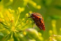 Red stink bug on a yellow flower. Royalty Free Stock Photo