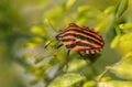 Red stink bug on a yellow flower. Royalty Free Stock Photo