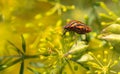 Red stink bug on a yellow flower. Royalty Free Stock Photo