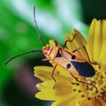 Red stinkbug Royalty Free Stock Photo