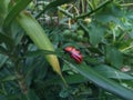 Red Stinkbug on leaf Royalty Free Stock Photo