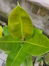 Red Stipule of Ficus Elastica & x28;Karet Kebo& x29; Royalty Free Stock Photo