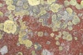 Red stone covered with yellow lichen. Lichens in the form of plates. Interesting background ortexture Royalty Free Stock Photo