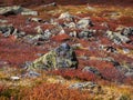 Red stone meadow, minerals scattered on the field. Minimalist scenic autumn landscape with mossy stones in golden sunlight in
