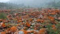 Red stones beach, Mount Gongga