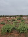 Red stoney soil with greenery