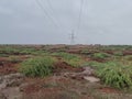 Red stoney soil with greenery