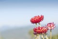 Red Straw flower or everlasting flower Royalty Free Stock Photo