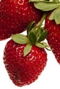 Red strawberries Royalty Free Stock Photo