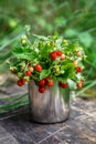 Red strawberries berry and white flowers in wild meadow, close up.Summer bunch of ripe berries view.Mix berries in mug on wood Royalty Free Stock Photo