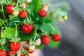 Red strawberries berry and white flowers in wild meadow, close up.Summer bunch of ripe berries view.Mix berries in mug on wood