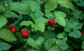 Red strawberries in the garden close-up Royalty Free Stock Photo