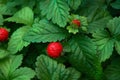 Red strawberries in the garden close-up Royalty Free Stock Photo