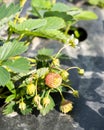 Red strawberries and green strawberries in the garden organic. Unripe green strawberries grow on a garden. Royalty Free Stock Photo