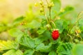 Red strawberries grow in the garden close-up Royalty Free Stock Photo