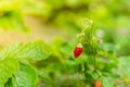 Red strawberries grow in the garden close-up Royalty Free Stock Photo