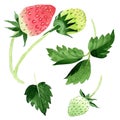 Red strawberries wild fruit in a watercolor style isolated.