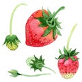 Red strawberries wild fruit in a watercolor style isolated.