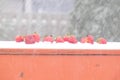 Red strawberries lined up in the snow on a winter`s day