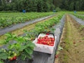 Red strawberries in a white basket stands on film on the strawberry the garden Royalty Free Stock Photo