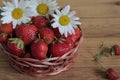Red strawberries and white chamomile in a wicker basket. Royalty Free Stock Photo