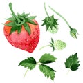 Red strawberries wild fruit in a watercolor style isolated.