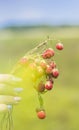 Red strawberries in a woman`s hand on a blurred background of nature Royalty Free Stock Photo