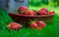 Red strawberries in a wooden basket