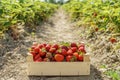 Red strawberries in a wooden box strawberry farm Royalty Free Stock Photo