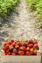 Red strawberries in a wooden box strawberry farm Royalty Free Stock Photo