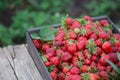 Fresh strawberries in wooden box in a field. Crate of freshly picked strawberries Royalty Free Stock Photo