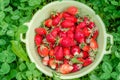 Red strawberries in a yellow bowl. Freshly picked organic strawberries from the home garden. Green background of clover. Natural