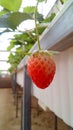 A red strawberry Royalty Free Stock Photo