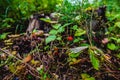 A red strawberry berry on a branch Royalty Free Stock Photo